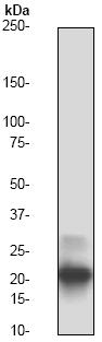 Western blot - Anti-Smac/Diablo antibody [Y12] (AB32023), expandable thumbnail