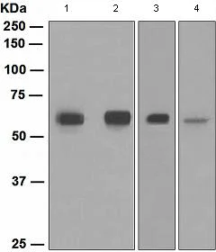 Western blot - Anti-SMAD 1 + SMAD9 antibody [EPR2290(2)] - BSA and Azide free (AB223072)