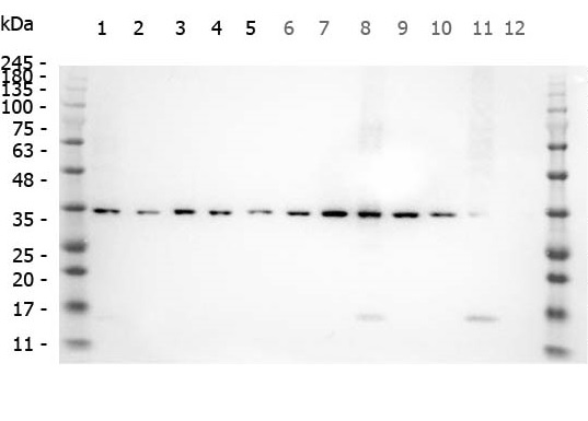 Anti-SMAD1/3/5 (phospho S423 + S425) antibody