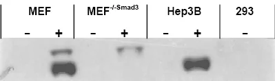 Western blot - Anti-SMAD1/3/5 (phospho S423 + S425) antibody (AB51451)
