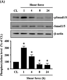 Western blot - Anti-SMAD1/5/9 antibody (AB80255)