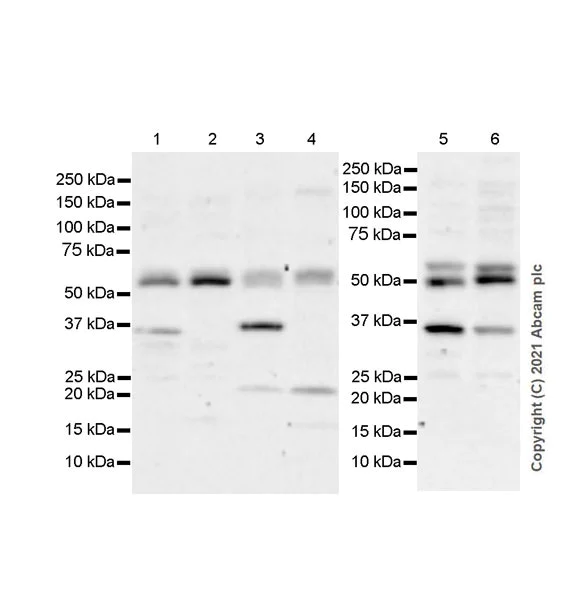 Western blot - Anti-SMAD1/5/9 antibody [EPR25803-154] (AB300164)