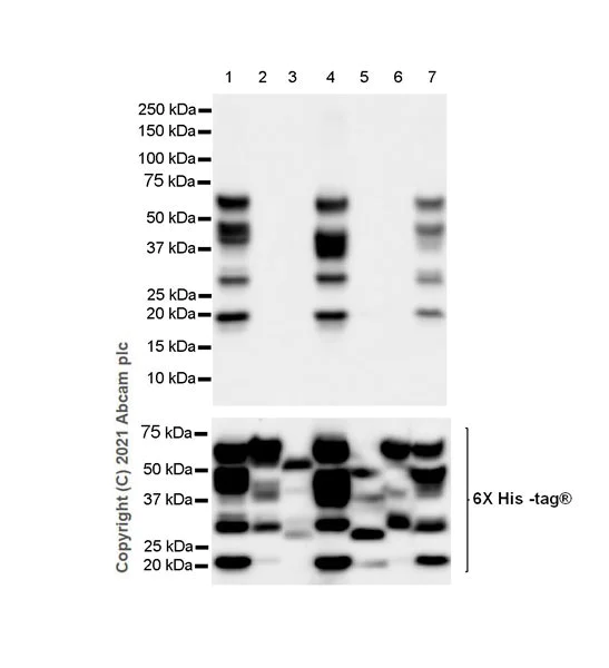 Western blot - Anti-SMAD1/5/9 antibody [EPR25803-154] (AB300164)