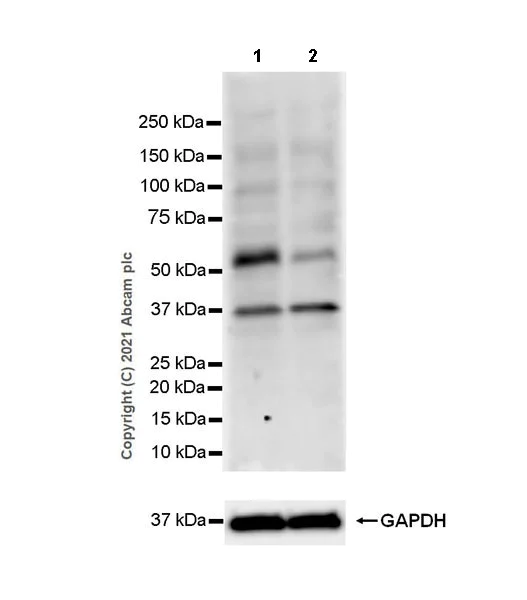 Western blot - Anti-SMAD1/5/9 antibody [EPR25803-154] (AB300164)