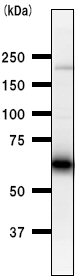Western blot - Anti-Smad1 antibody [913C1b] (AB53745)