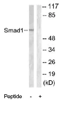 Western blot - Anti-Smad1 antibody (AB63356)