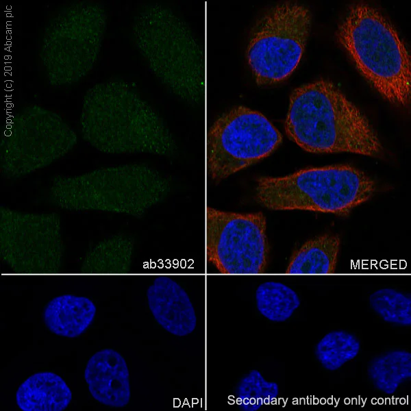 Immunocytochemistry/ Immunofluorescence - Anti-Smad1 antibody [EP565Y] (AB33902)
