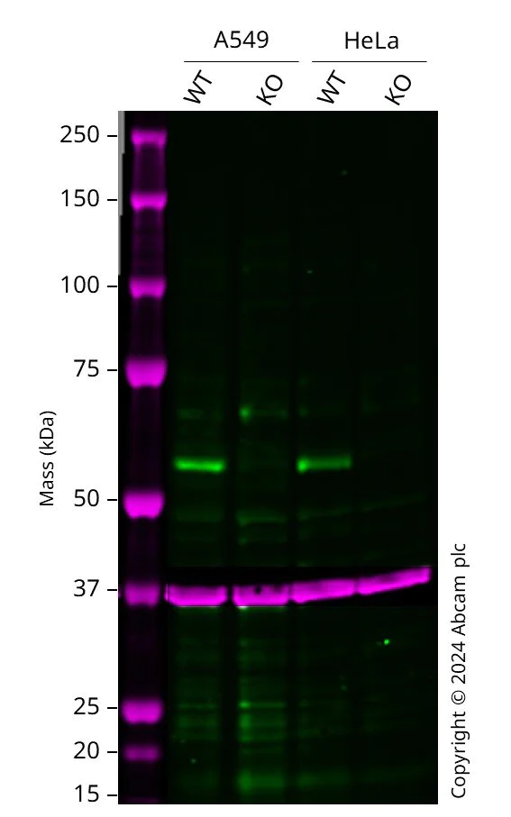 Western blot - Anti-Smad1 antibody [EP565Y] (AB33902)