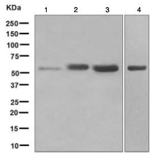 Western blot - Anti-Smad1 antibody [EPR5522] (AB126761)