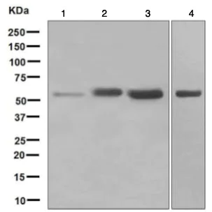 Western blot - Anti-Smad1 antibody [EPR5522] (AB126761)