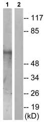 Western blot - Anti-Smad1 (phospho S187) antibody (AB73211)