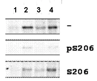 Western blot - Anti-Smad1 (phospho S206) antibody (AB106093)