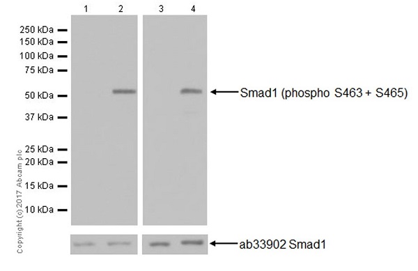 Western blot - Anti-Smad1 (phospho S463 + S465) antibody [EPR20662-20] (AB226821), expandable thumbnail