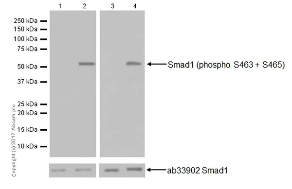 Western blot - Anti-Smad1 (phospho S463 + S465) antibody [EPR20662-20] (AB226821)
