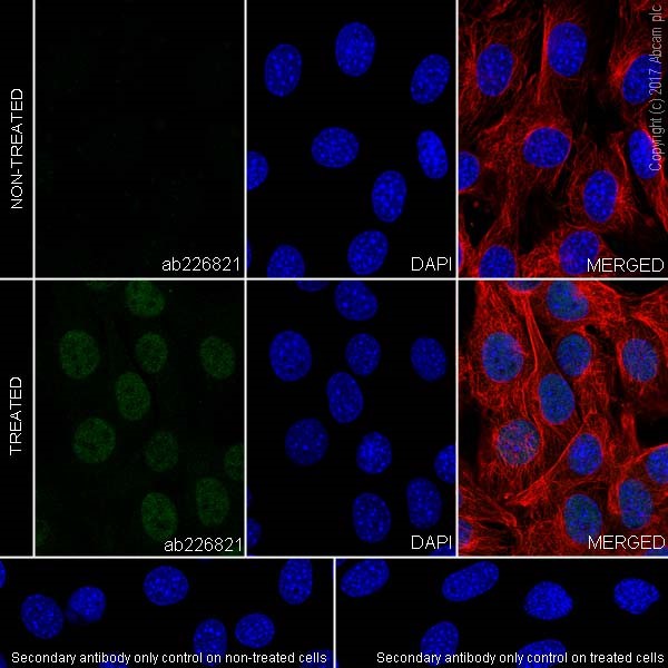 Immunocytochemistry/ Immunofluorescence - Anti-Smad1 (phospho S463 + S465) antibody [EPR20662-20] - BSA and Azide free (AB228457)