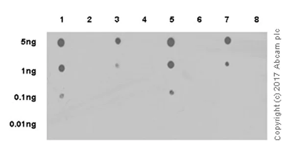 Dot Blot - Anti-Smad1 (phospho S463 + S465) antibody [EPR20662-29] (AB214423)