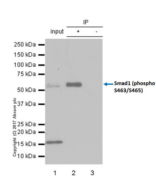 Immunoprecipitation - Anti-Smad1 (phospho S463 + S465) antibody [EPR20662-29] (AB214423)