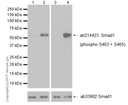 Western blot - Anti-Smad1 (phospho S463 + S465) antibody [EPR20662-29] (AB214423)