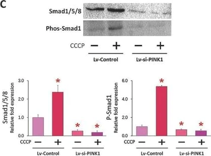Western blot - Anti-Smad1 (phospho S463 + S465) antibody [EPR20662-29] (AB214423)