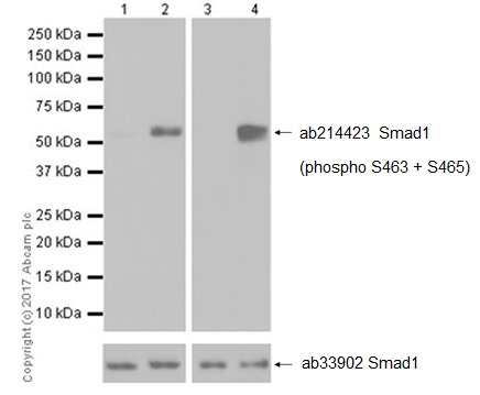 Western blot - Anti-Smad1 (phospho S463 + S465) antibody [EPR20662-29] - BSA and Azide free (AB236156)