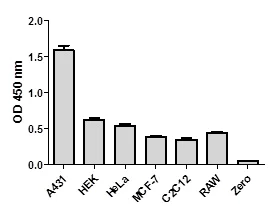 Sandwich ELISA - SMAD1 (pS463/465) ELISA Kit (AB186036)