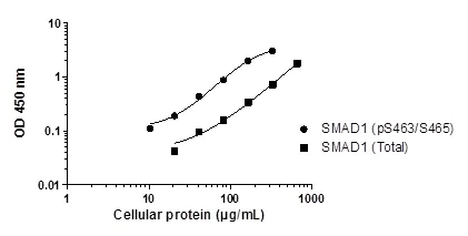 Sandwich ELISA - SMAD1 (pS463/S465 + Total SMAD1) ELISA Kit (AB186035)