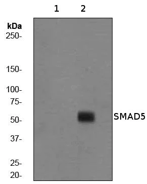 Western blot - Anti-SMAD1 + SMAD5 + SMAD9 (phospho S463 + S465 + S467) antibody [EP728(2)AY] - BSA and Azide free (AB247460)
