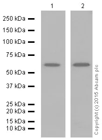 Western blot - Anti-SMAD1 + SMAD5 + SMAD9 (phospho S463 + S465 + S467) antibody [MMC-1-104-3] (AB92698)
