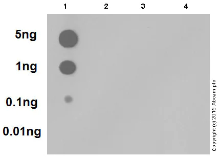 Dot Blot - Anti-SMAD1 + SMAD5 + SMAD9 (phospho S463 + S465 + S467) antibody [MMC-1-104-3] - BSA and Azide free (AB168252)
