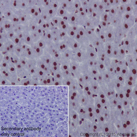 Immunohistochemistry (Formalin/PFA-fixed paraffin-embedded sections) - Anti-SMAD1 + SMAD5 + SMAD9 (phospho S463 + S465 + S467) antibody [MMC-1-104-3] - BSA and Azide free (AB168252)