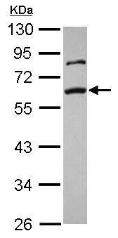 Western blot - Anti-Smad2 antibody (AB228765)