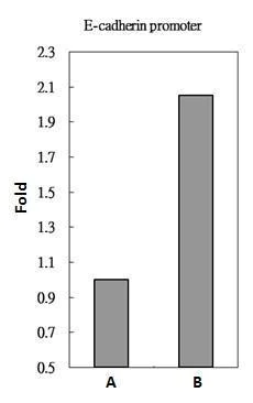 ChIP - Anti-Smad2 antibody (AB228807)