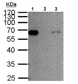 Immunoprecipitation - Anti-Smad2 antibody (AB228807)