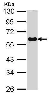 Western blot - Anti-Smad2 antibody (AB228807)