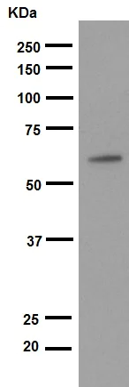 Western blot - Anti-Smad2 antibody [EP567Y] (AB33875)