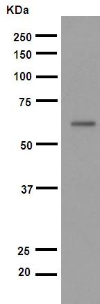 Western blot - Anti-Smad2 antibody [EP567Y] (AB33875)