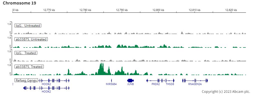 ChIC/CUT&RUN sequencing - Anti-Smad2 antibody [EP567Y] - BSA and Azide free (AB216454), expandable thumbnail