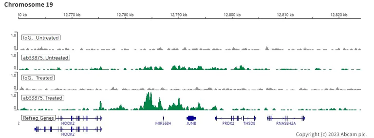 ChIC/CUT&RUN sequencing - Anti-Smad2 antibody [EP567Y] - BSA and Azide free (AB216454)