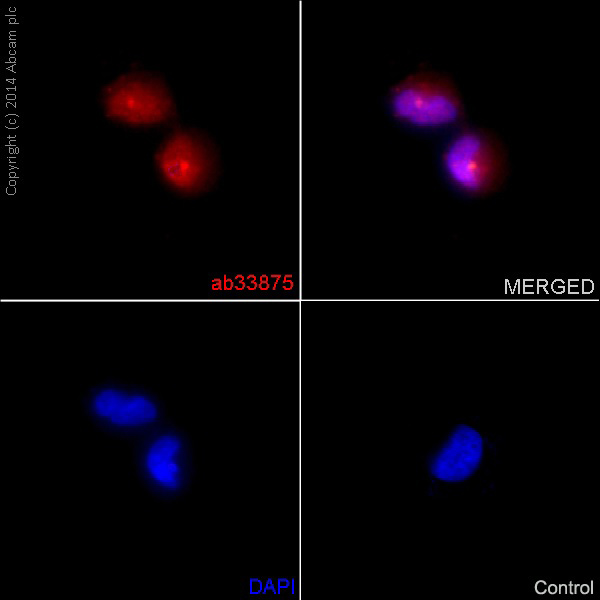 Immunocytochemistry/ Immunofluorescence - Anti-Smad2 antibody [EP567Y] - BSA and Azide free (AB216454), expandable thumbnail