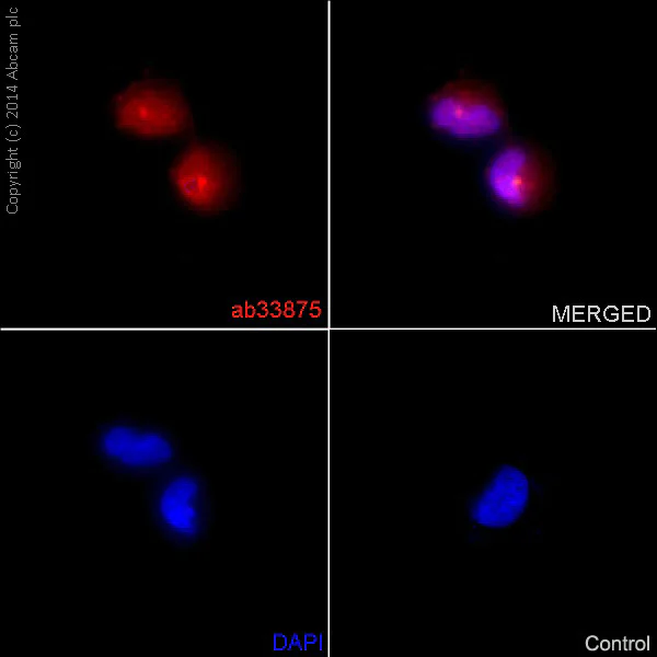 Immunocytochemistry/ Immunofluorescence - Anti-Smad2 antibody [EP567Y] - BSA and Azide free (AB216454)