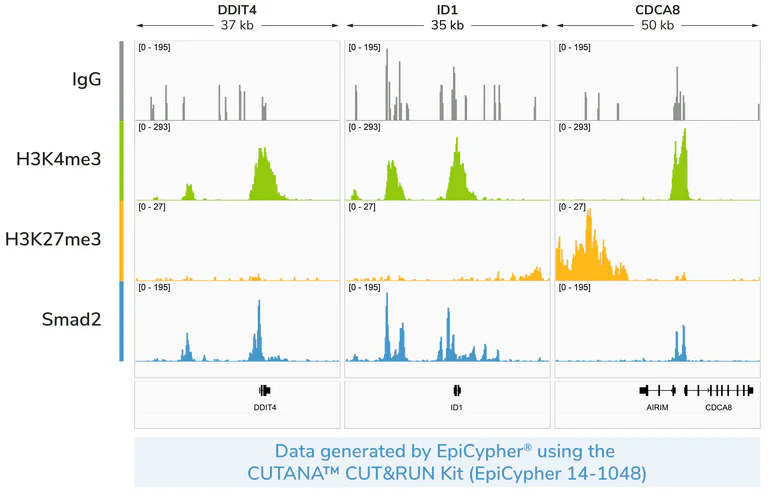 ChIC/CUT&RUN sequencing - Anti-Smad2 antibody [EP784Y] (AB40855)