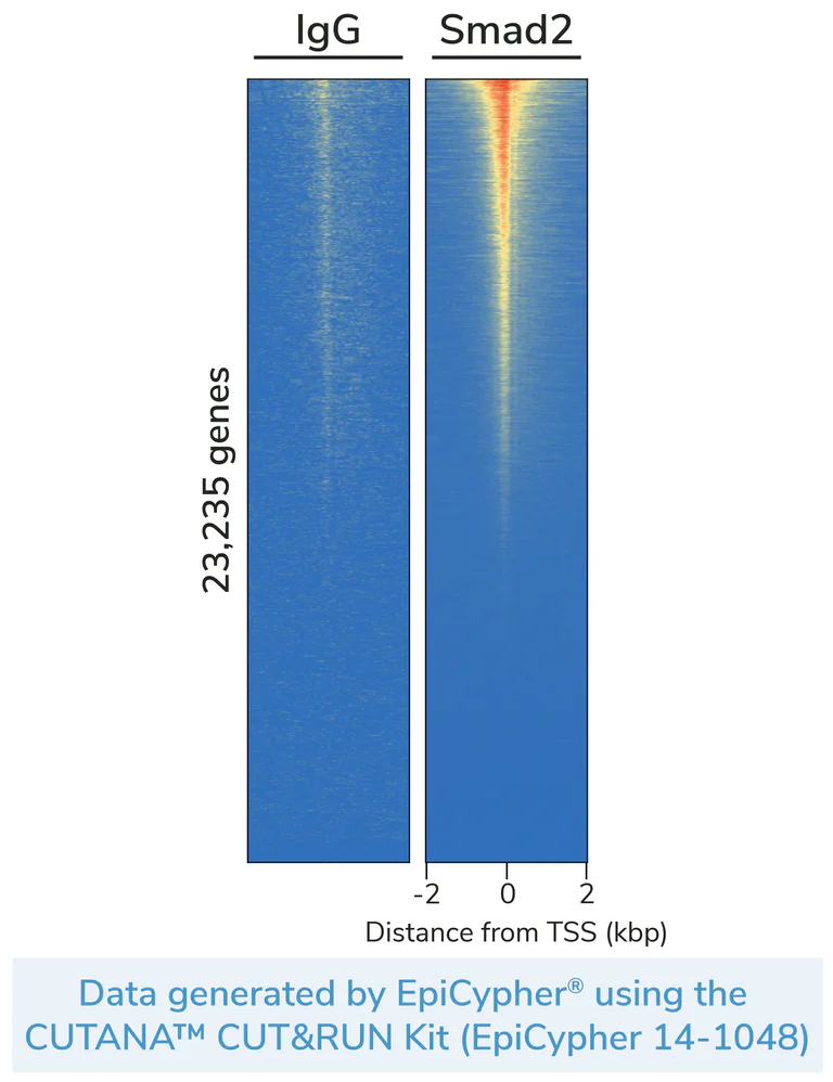 ChIC/CUT&RUN sequencing - Anti-Smad2 antibody [EP784Y] (AB40855)