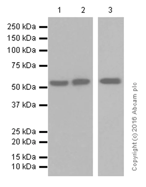 Western blot - Anti-Smad2 antibody [EP784Y] (AB40855)
