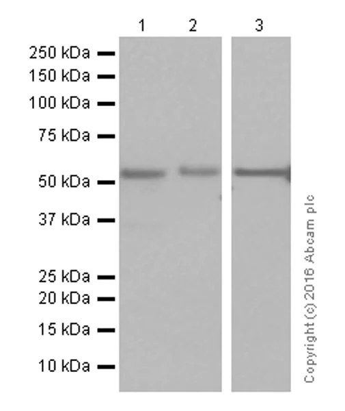 Western blot - Anti-Smad2 antibody [EP784Y] (AB40855)