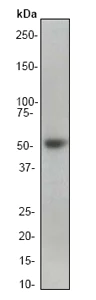 Western blot - Anti-Smad2 antibody [EP784Y] (AB40855)
