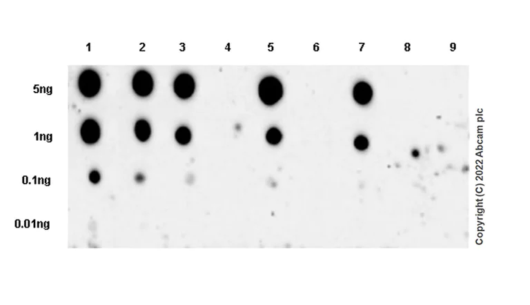 Dot Blot - Anti-Smad2 (phospho S250) antibody [EPR26263-58] (BSA and Azide free) (AB300080)