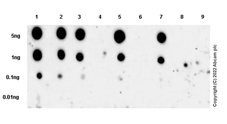 Dot Blot - Anti-Smad2 (phospho S250) antibody [EPR26263-58] (BSA and Azide free) (AB300080)