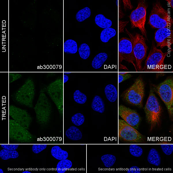 Immunocytochemistry/ Immunofluorescence - Anti-Smad2 (phospho S250) antibody [EPR26263-58] (BSA and Azide free) (AB300080)