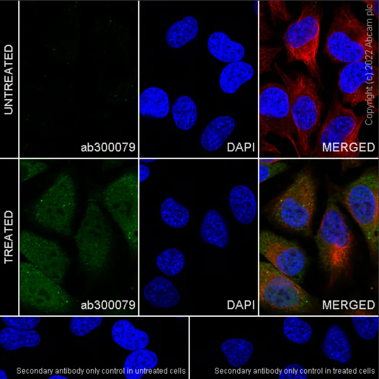Immunocytochemistry/ Immunofluorescence - Anti-Smad2 (phospho S250) antibody [EPR26263-58] (BSA and Azide free) (AB300080)