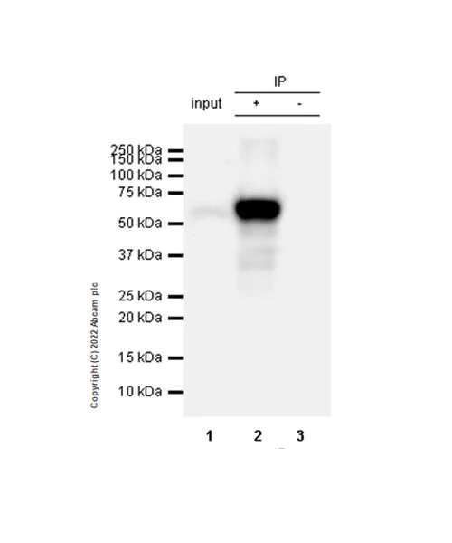 Immunoprecipitation - Anti-Smad2 (phospho S250) antibody [EPR26263-58] (BSA and Azide free) (AB300080)